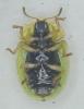 Cassida sp.